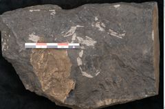 Foto (Detailansicht) von Asplenium hochstetteri Unger (NHMW-GEO-2024-0188-10305)